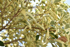 Ficus benjamina nuda