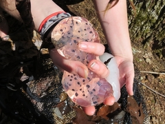 Ambystoma maculatum