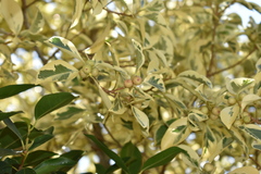 Ficus benjamina nuda