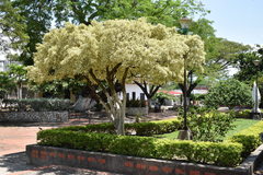 Ficus benjamina nuda