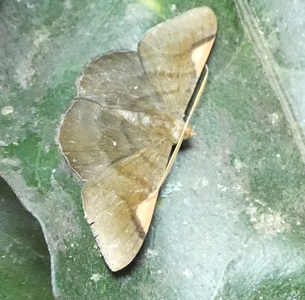Looper Moth