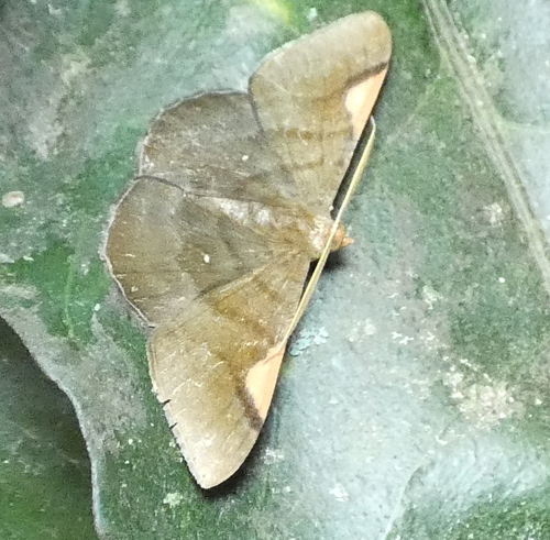 Looper Moth