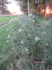 Austroeupatorium inulifolium