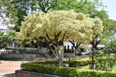 Ficus benjamina nuda