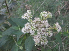 Austroeupatorium inulifolium
