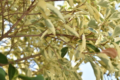 Ficus benjamina nuda