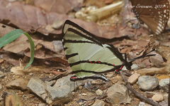 Graphium agetes