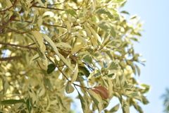 Ficus benjamina nuda