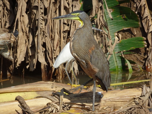Bare-throated Tiger-Heron