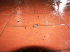 Physalaemus cuvieri