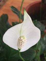 Spathiphyllum wallisii