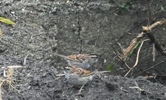 Zonotrichia albicollis