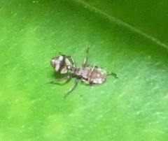 Cephalotes umbraculatus