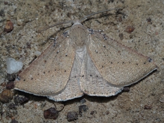 Cassythaphaga petrochroa