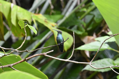 Anthracothorax viridis