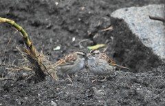 Zonotrichia albicollis