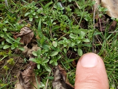 Pogogyne serpylloides