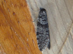 Lepidoscia annosella