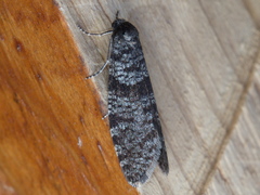 Lepidoscia annosella