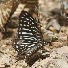 Graphium macareus