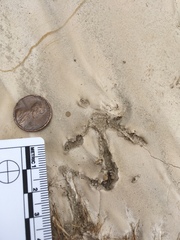 Callipepla californica