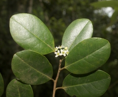 Ilex cubana