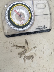 Callipepla californica