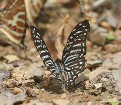 Graphium macareus