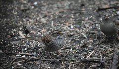 Zonotrichia albicollis