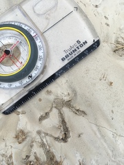 Callipepla californica