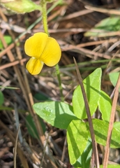 Crotalaria rotundifolia