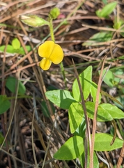 Crotalaria rotundifolia