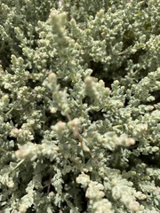 Atriplex julacea