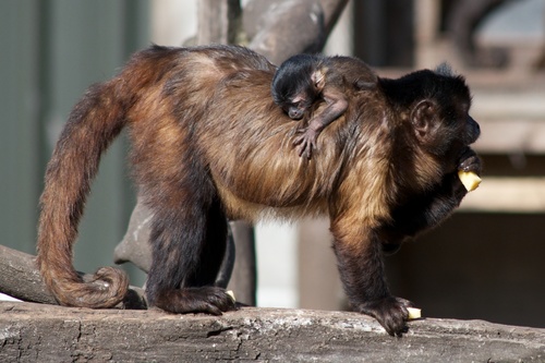 Black capuchin