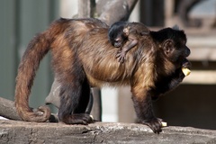 Black Capuchin photo 2