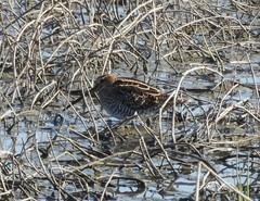 Gallinago delicata