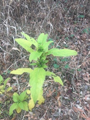 Ruellia strepens
