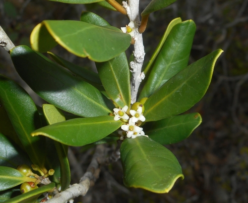 Ilex eoa (Ilex eoa)