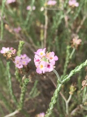 Lippia fastigiata