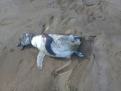 Spheniscus magellanicus