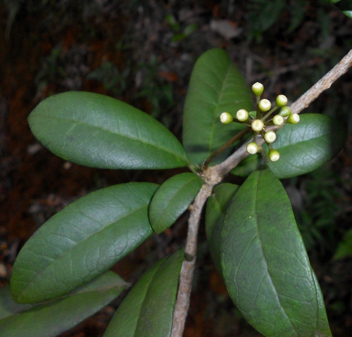 Dendropanax nervosus (Dendropanax nervosus)