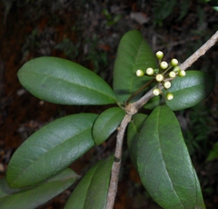 Dendropanax nervosus