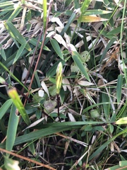 Chondrophylla