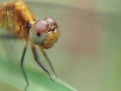 Erythrodiplax minuscula
