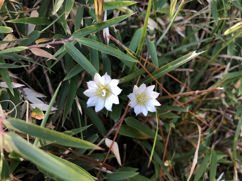 Gentiana tatakensis