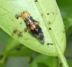 Ocyptamus gastrostactus