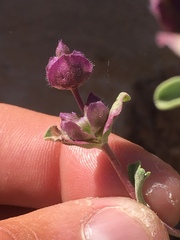 Salvia dorrii