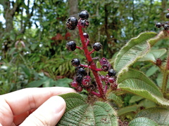 Miconia tococa