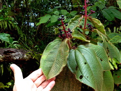 Miconia tococa