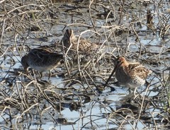 Gallinago delicata